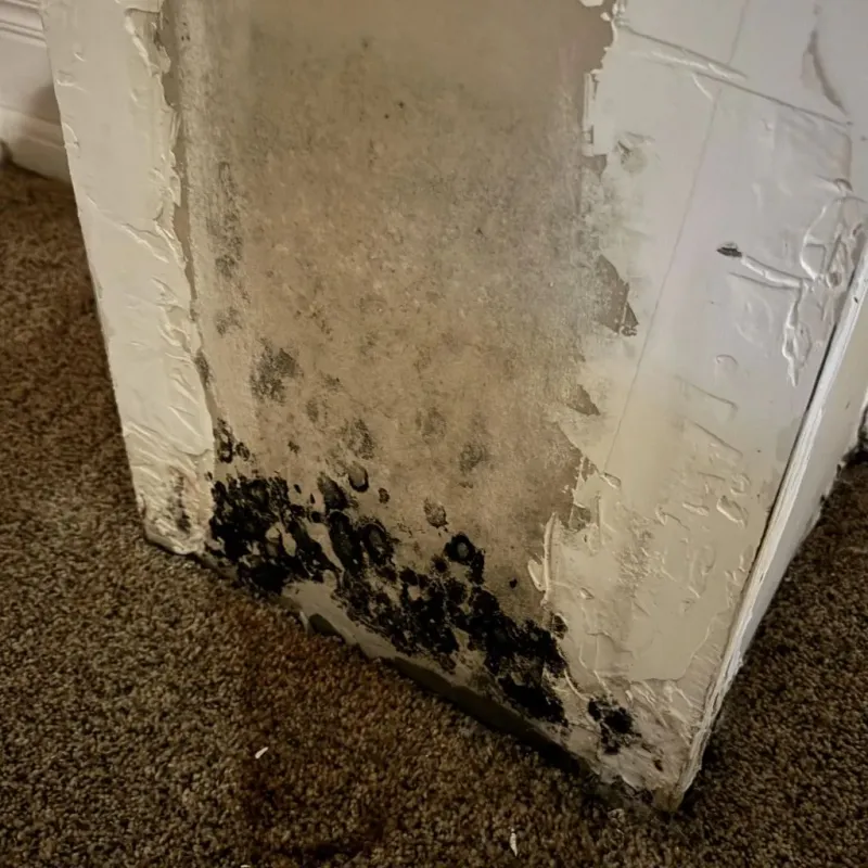 Professional Mold Removal in Youngstown, FL
